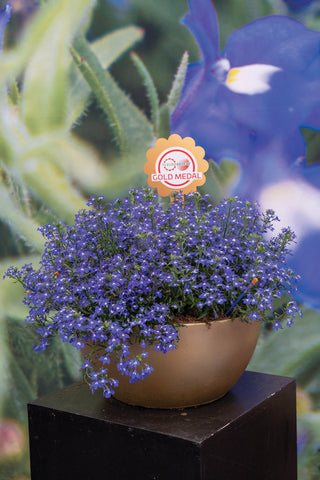 Lobelia, Masterpiece Blue with Eye