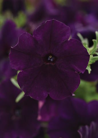 Petunia, Navy Velour