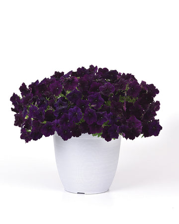 Petunia, Navy Velour