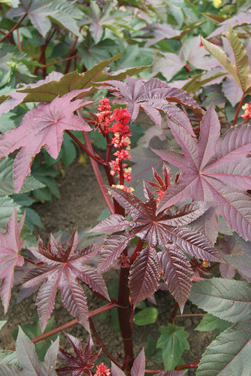 Ricinus, Gibson