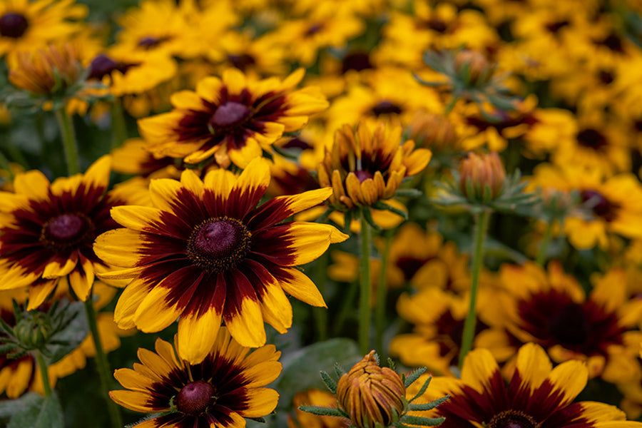 Rudbeckia, Pawnee Spirit