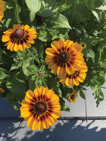 Rudbeckia, Pawnee Spirit