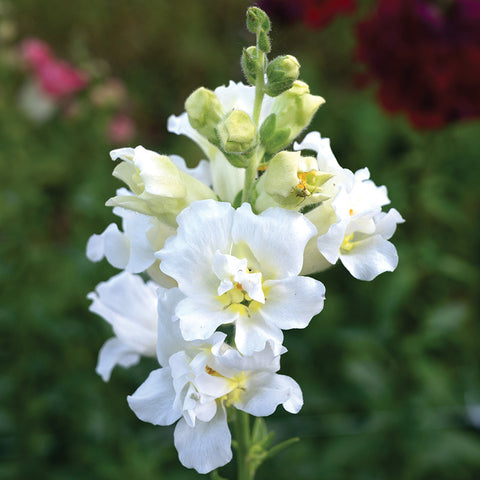 Snapdragon, Madame Butterfly Ivory