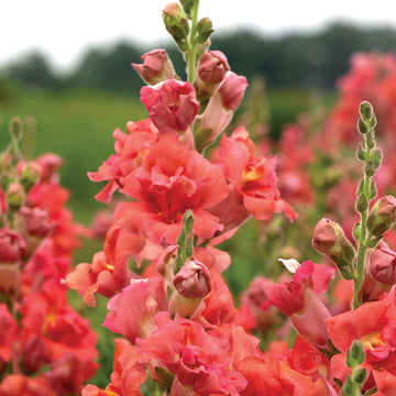 Snapdragon, Madame Butterfly Bronze