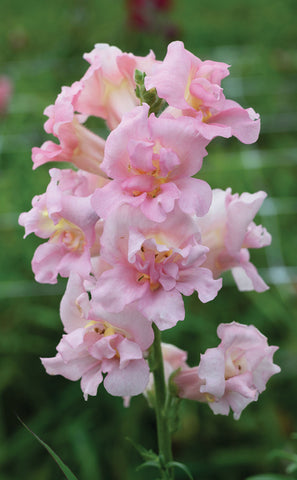 Snapdragon, Madame Butterfly Pink