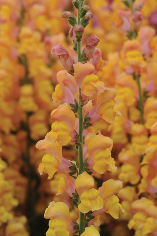 Snapdragon, Potomac Early Orange