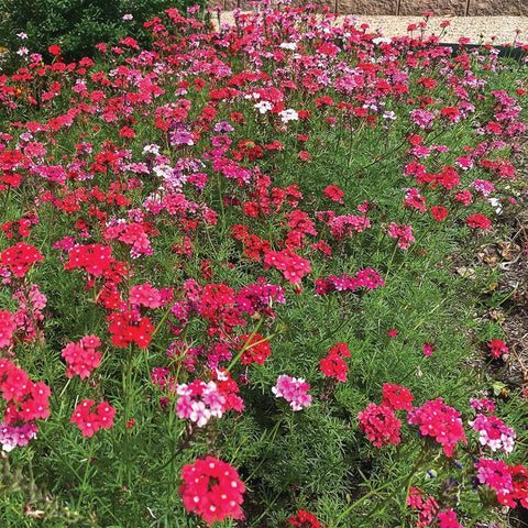 Verbena, Sweetheart Kisses