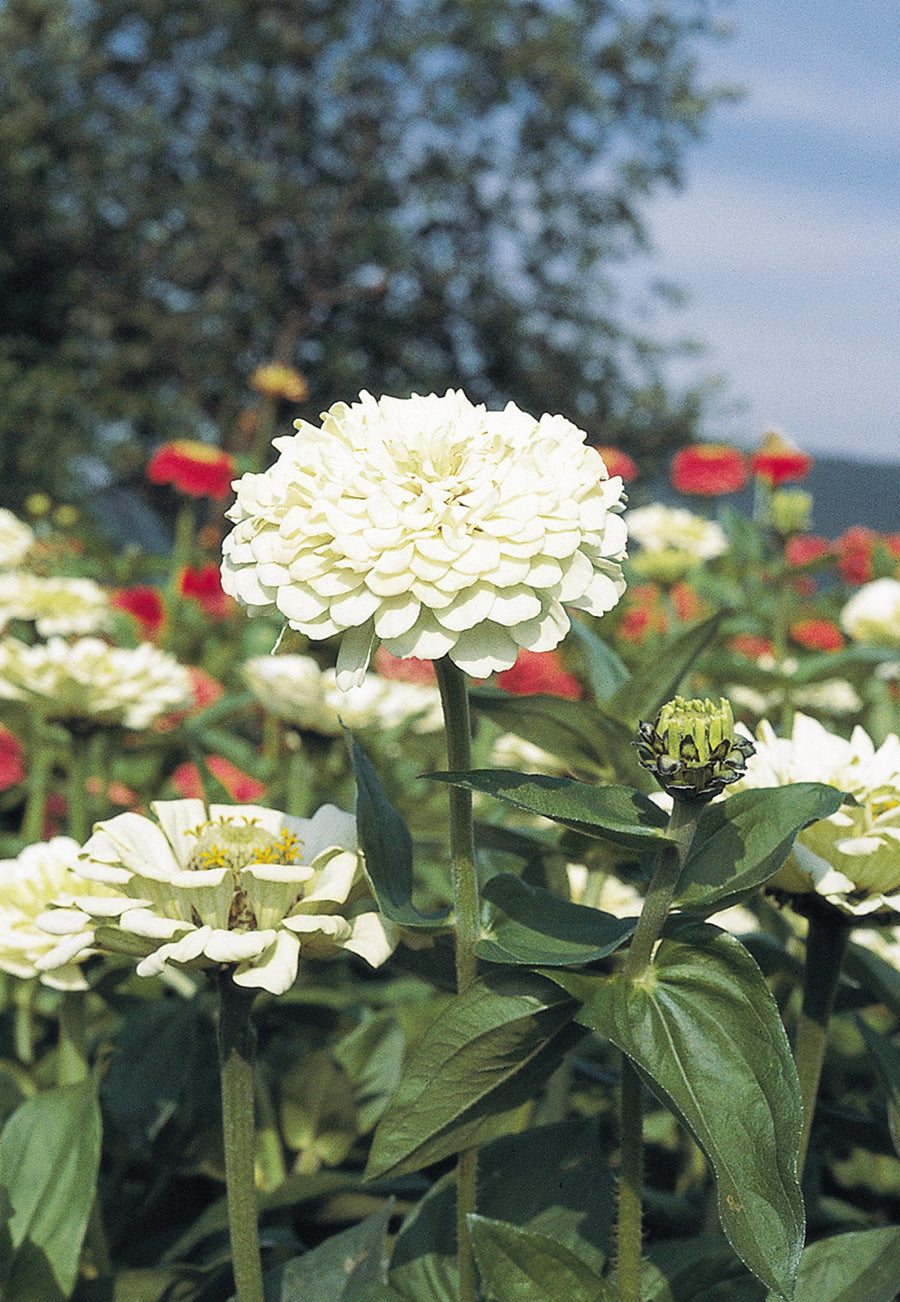 Zinnia, Benary's Giant White