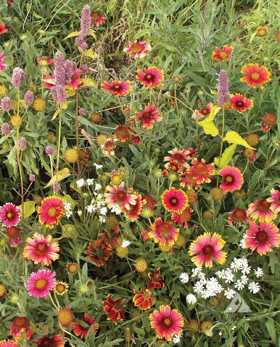 Pollinators, Xeriscape East