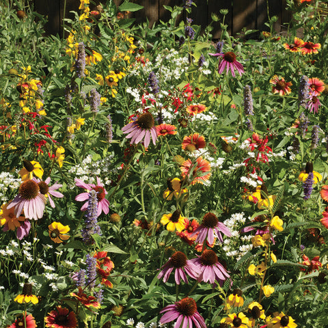 Pollinators, Xeriscape East