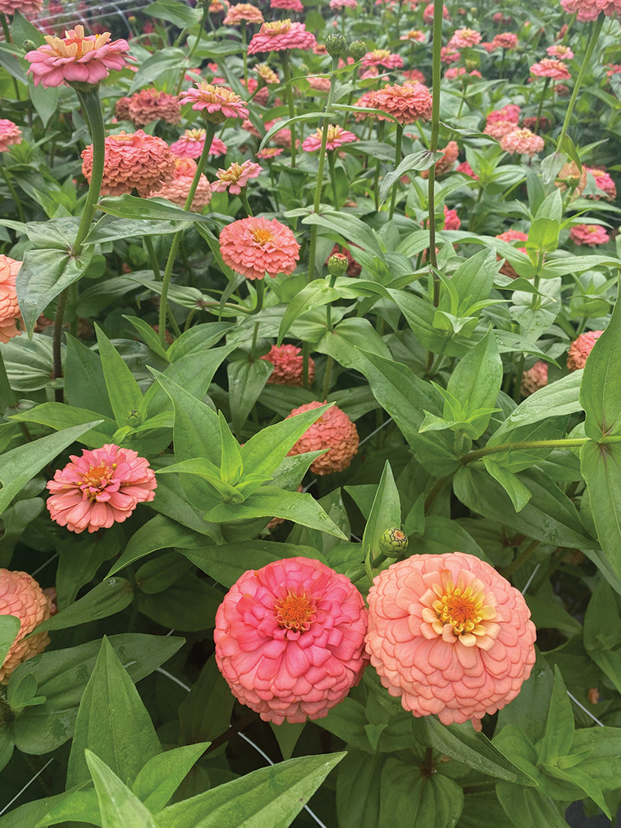 Zinnia, Oklahoma Salmon