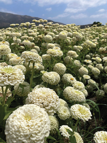 Zinnia, Oklahoma White