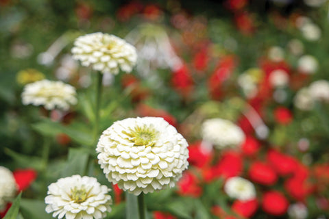 Zinnia, Oklahoma White