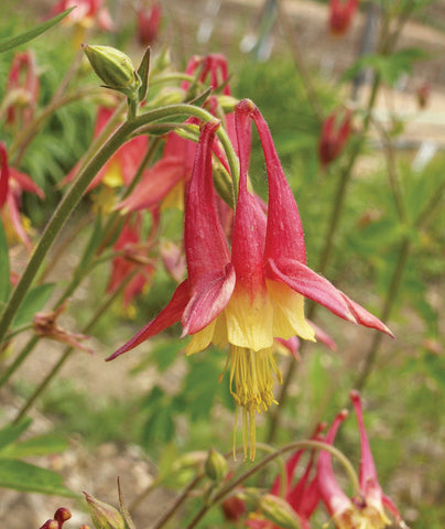 Aquilegia, Eastern Columbine