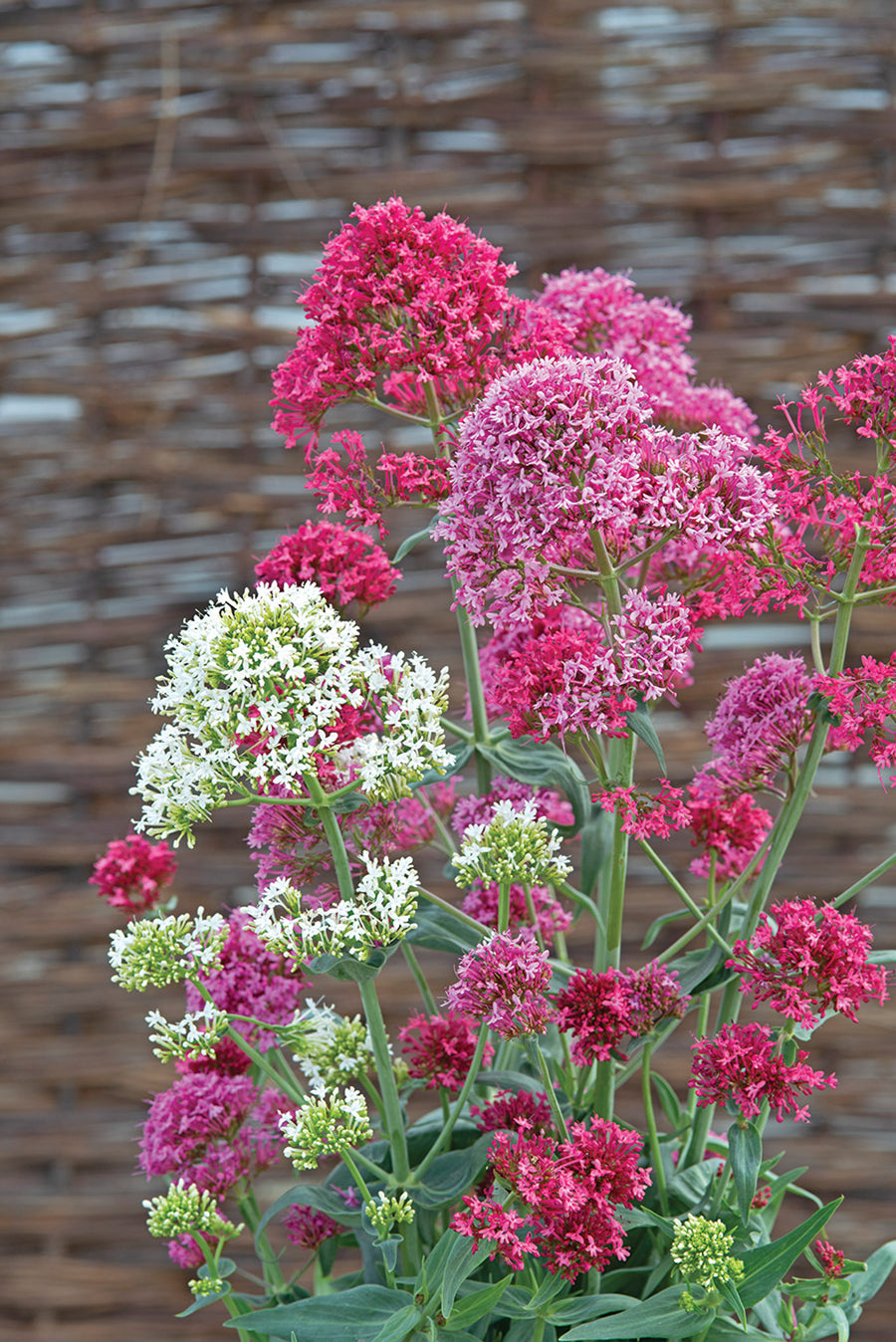 Centranthus, Pretty Betsy Mix