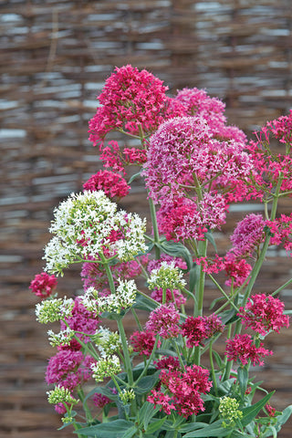 Centranthus, Pretty Betsy Mix