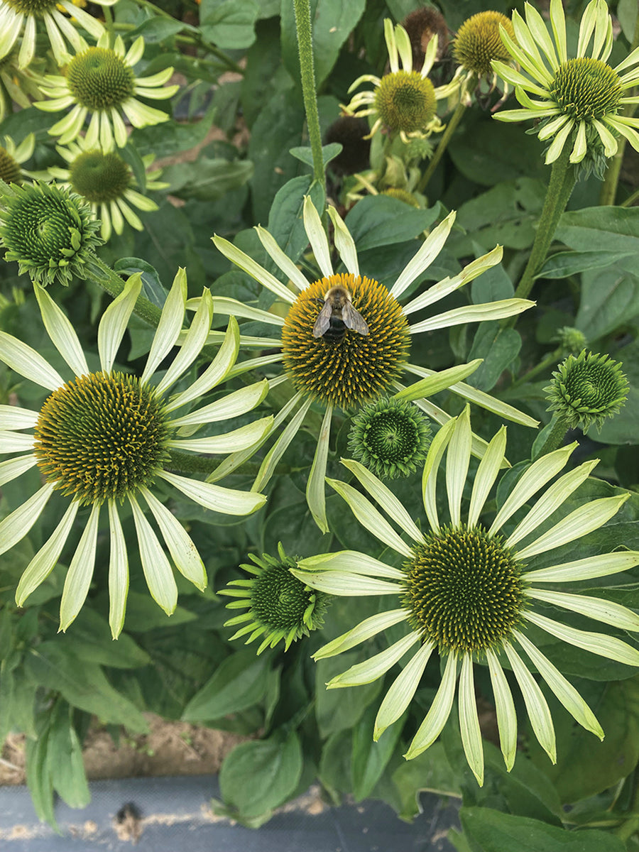 Echinacea, Alans Pride