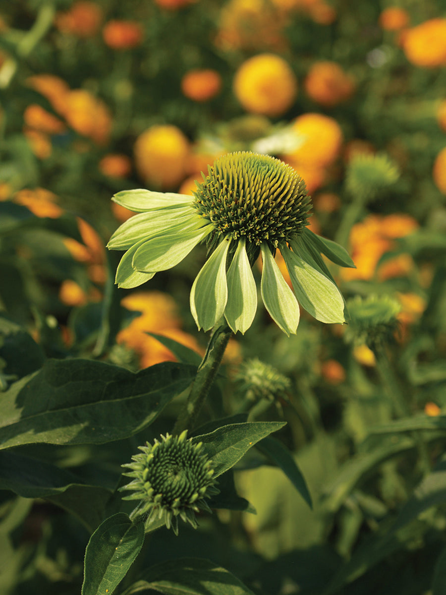 Echinacea, Alans Pride