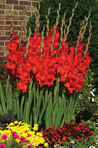 Gladioli