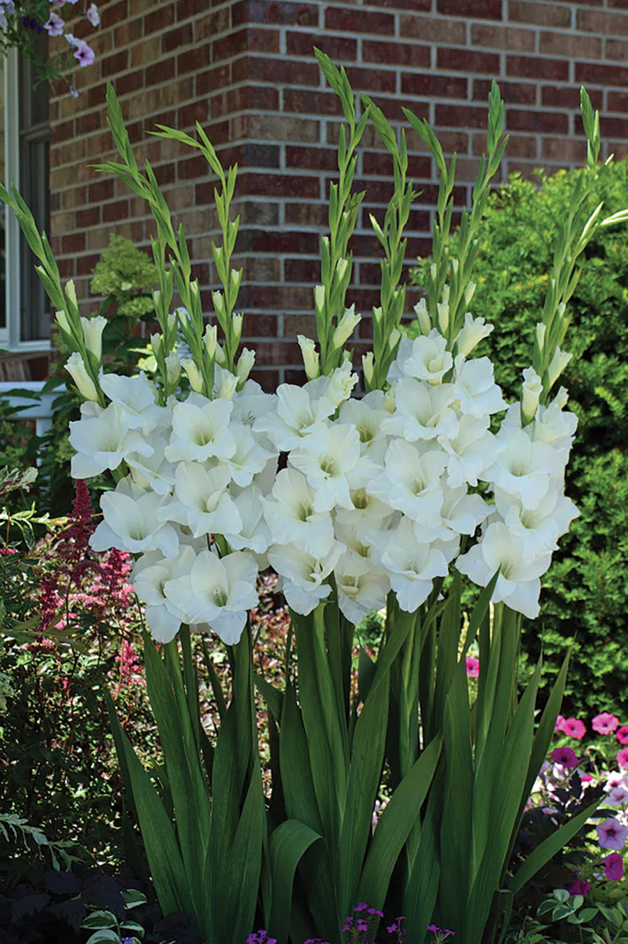 Gladioli, Ivory Priscilla