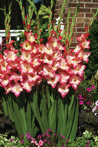 Gladioli, Priscilla