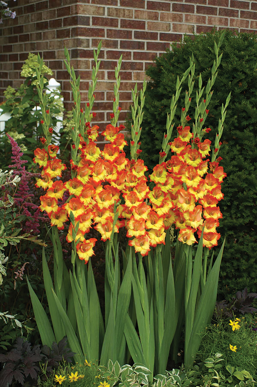 Gladioli, Princess Margaret