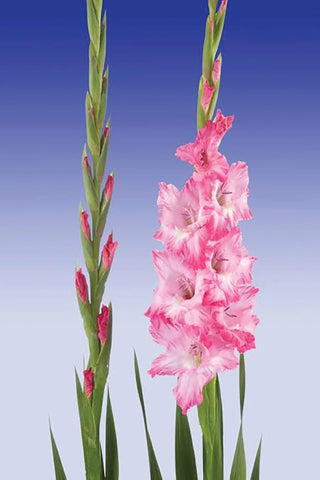 Gladioli, Violet King