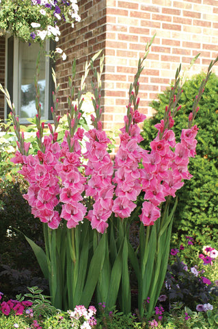 Gladioli, Hugo