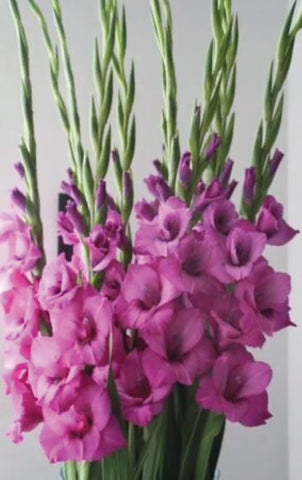 Gladioli, Purple Diamond