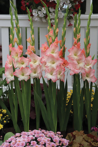 Gladioli, Careless