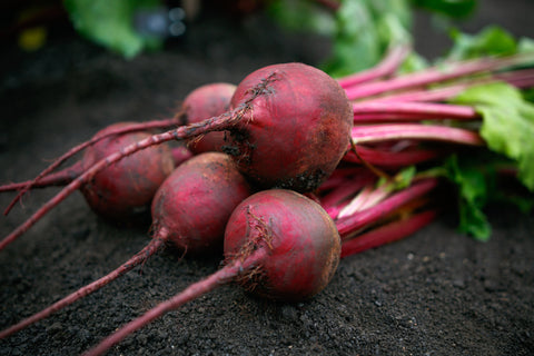 Beets, Borealis F-1