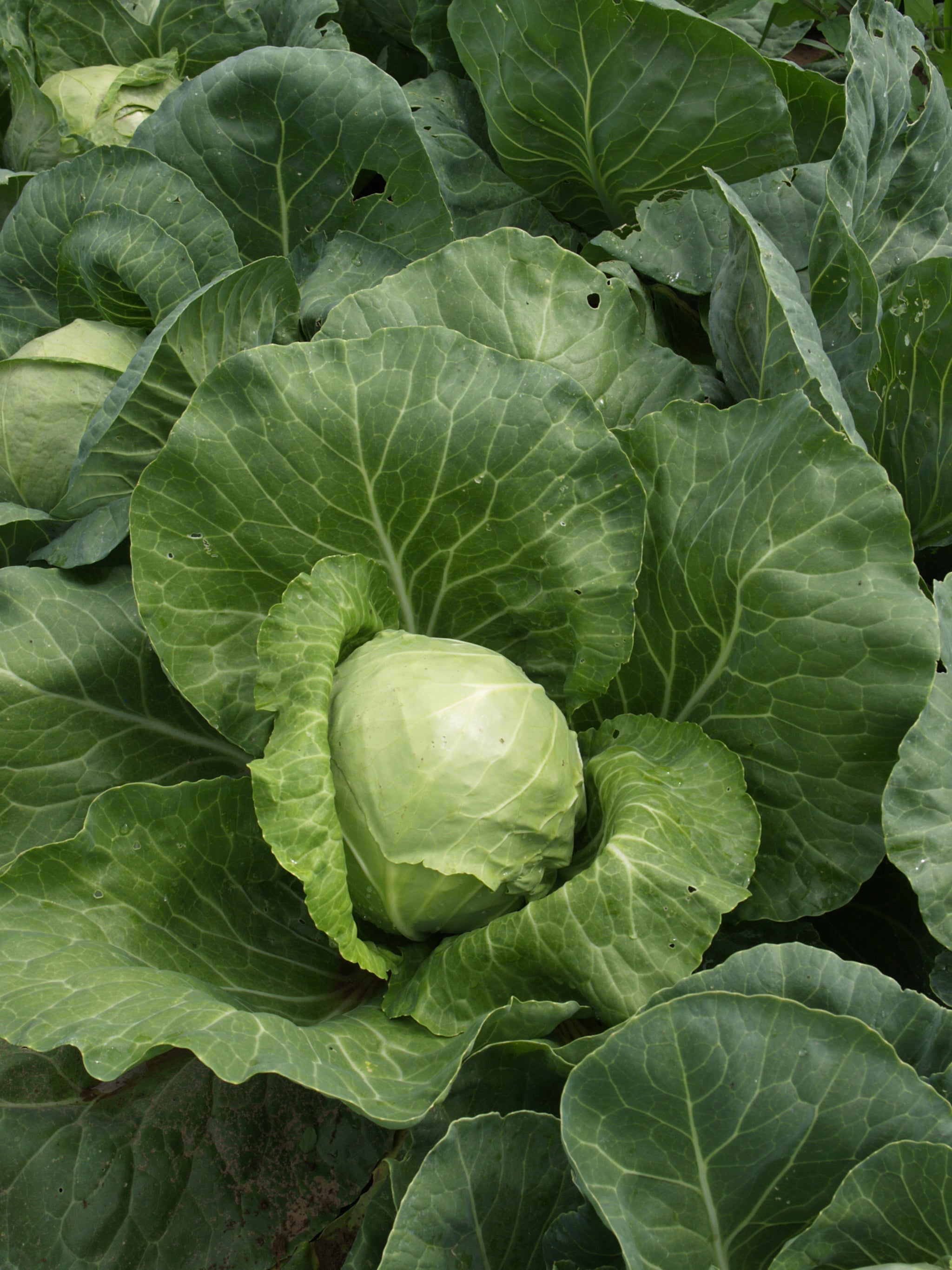 Cabbage, Golden Acre Y.R. – William Dam Seeds