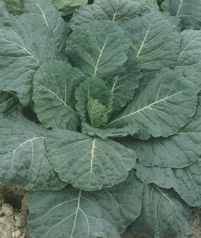 Collards, Vates: