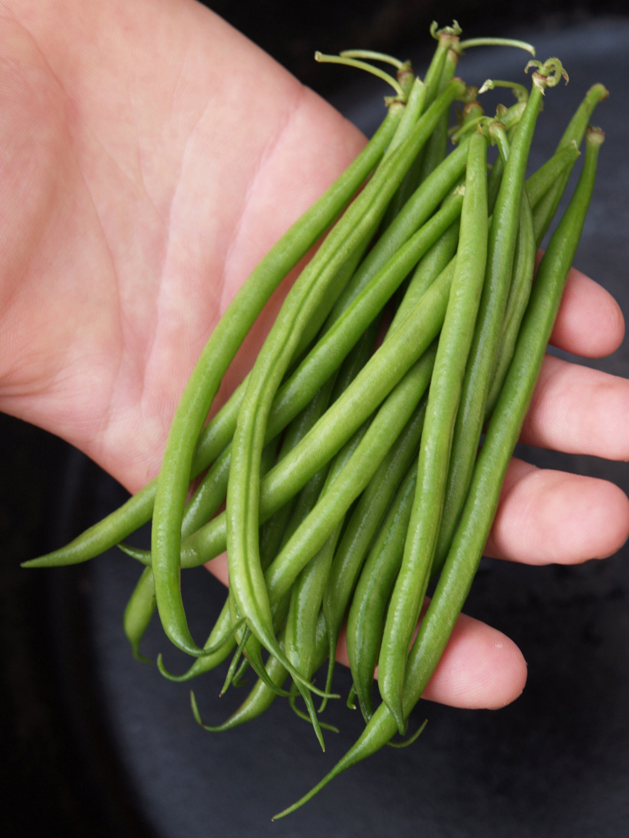 Beans, Oceanis – William Dam Seeds