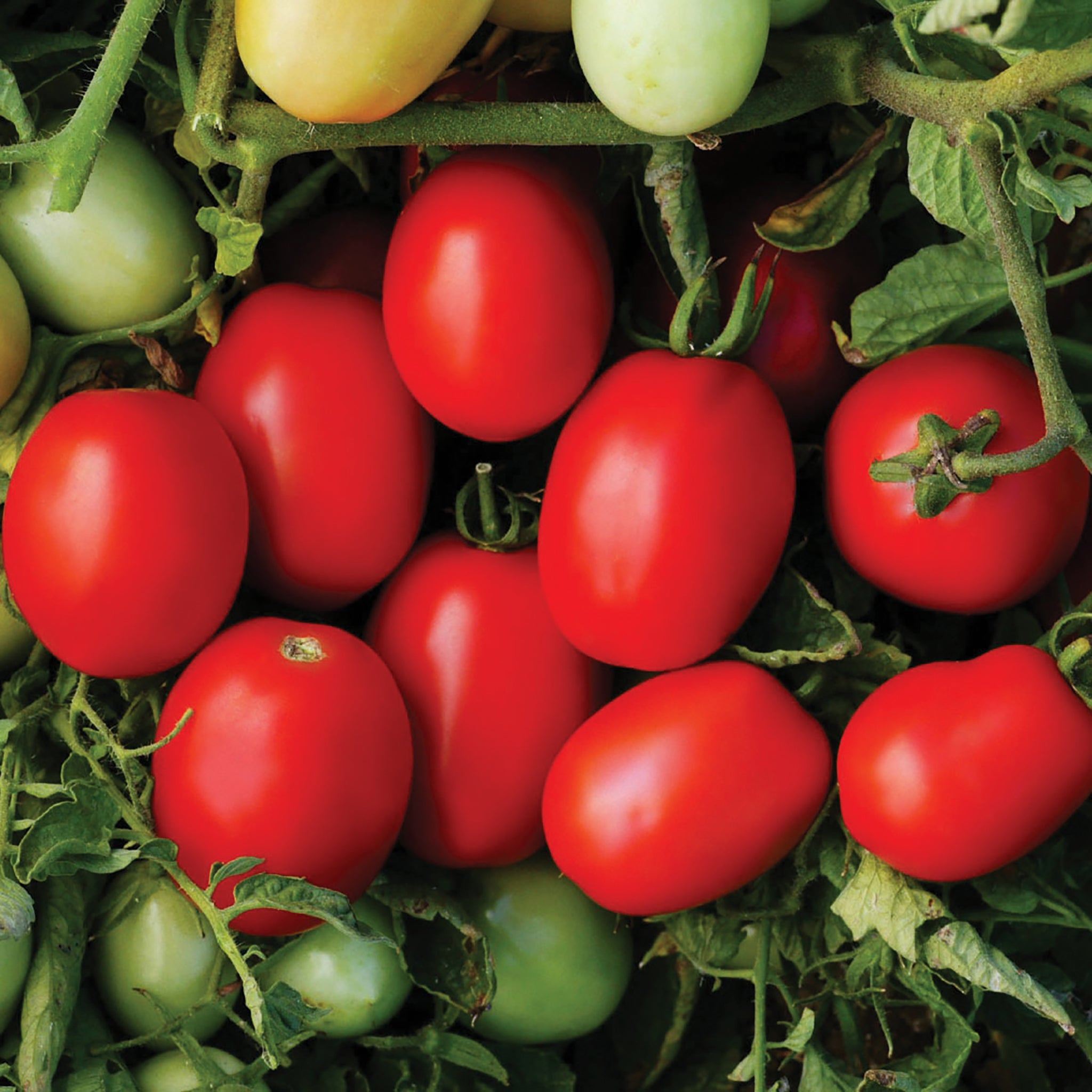 Tomatoes, Pony Express Hybrid – William Dam Seeds