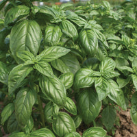 Basil Italian Large Leaf Organic