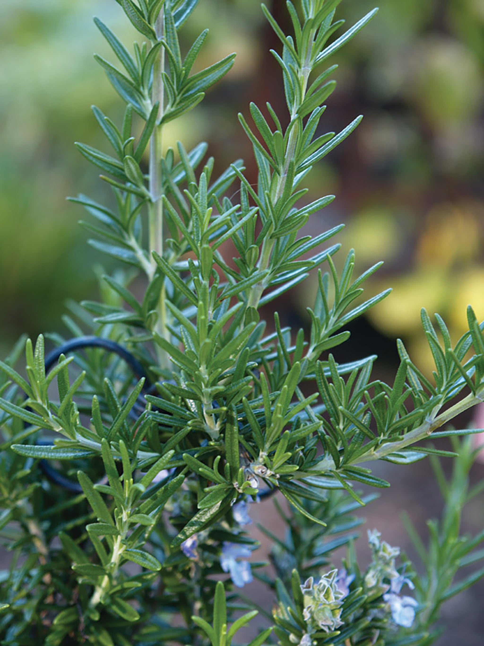 Rosemary, Rosemary – William Dam Seeds