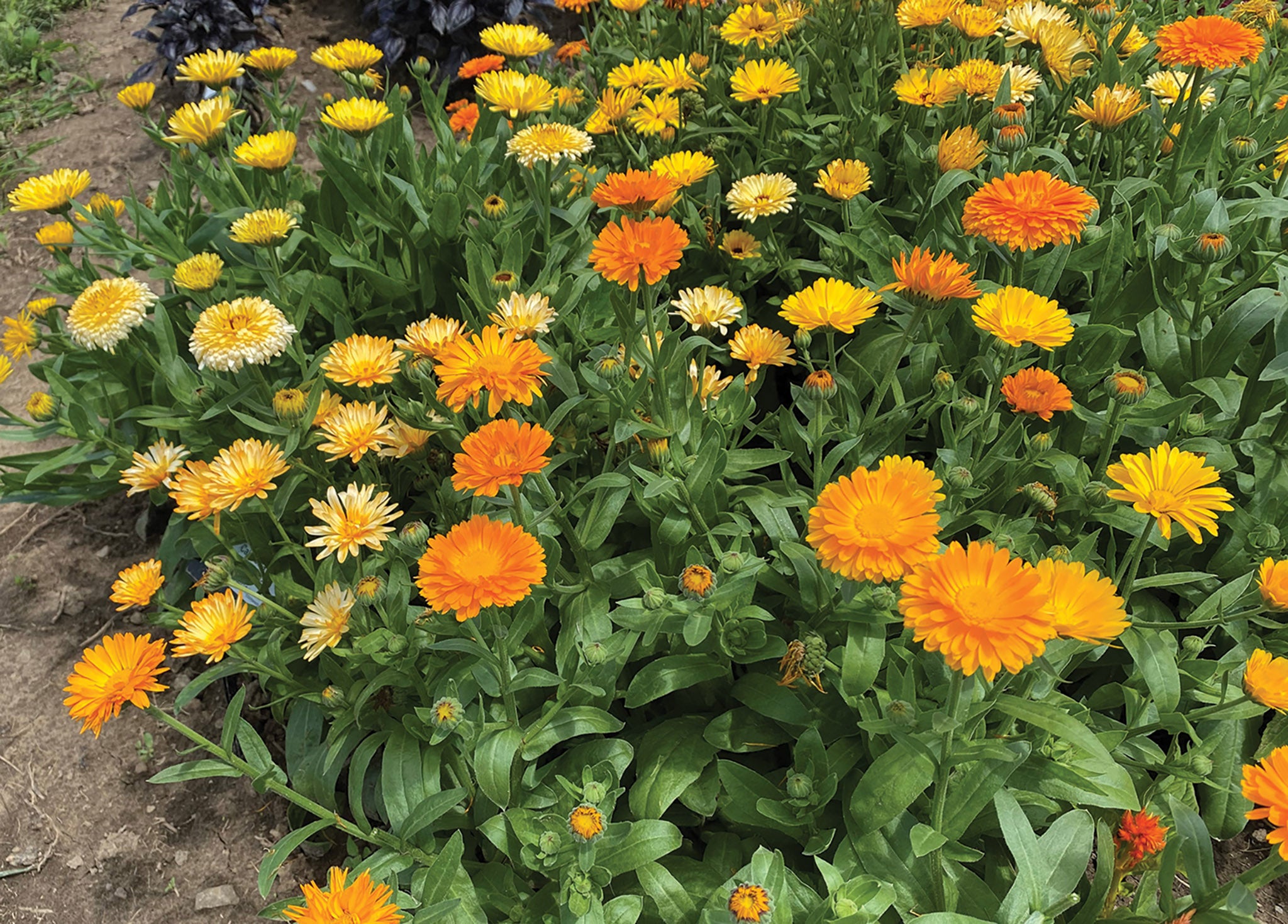 Calendula, Fiesta Gitana Superior – William Dam Seeds