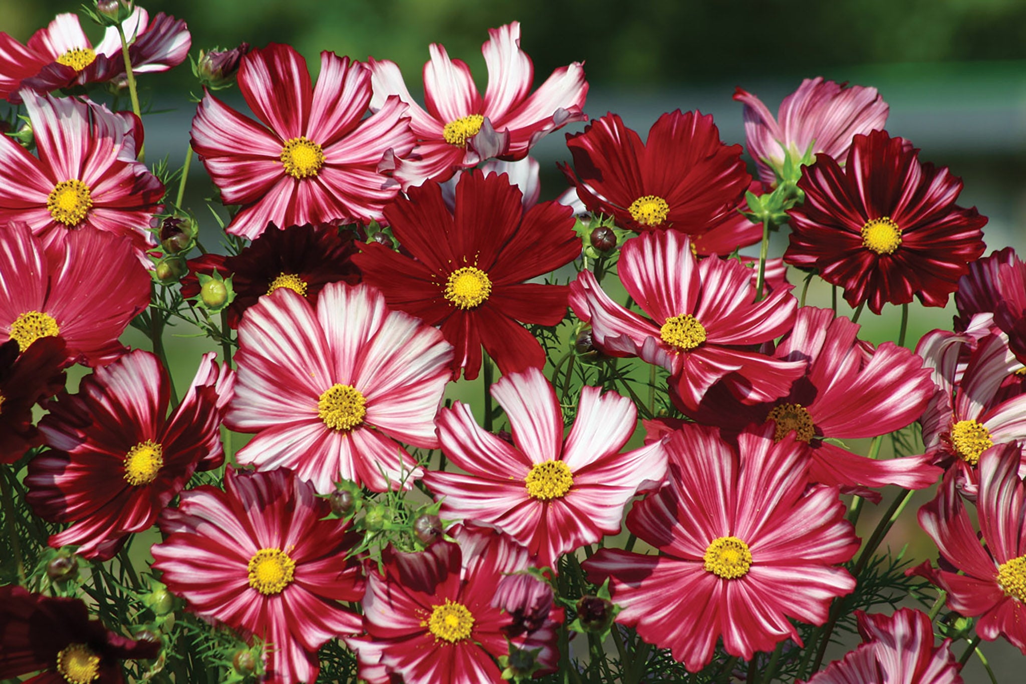 Cosmos, Velouette – William Dam Seeds