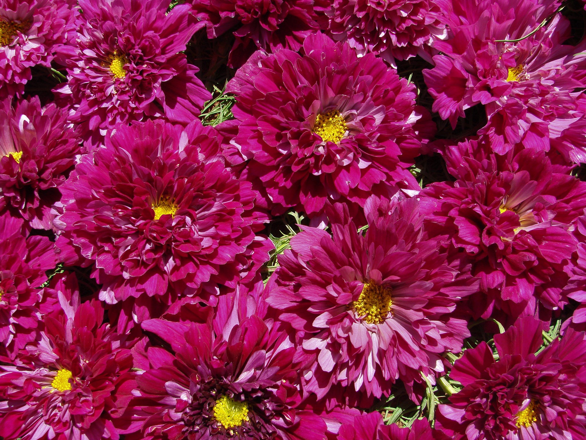 Cosmos, Cranberries – William Dam Seeds