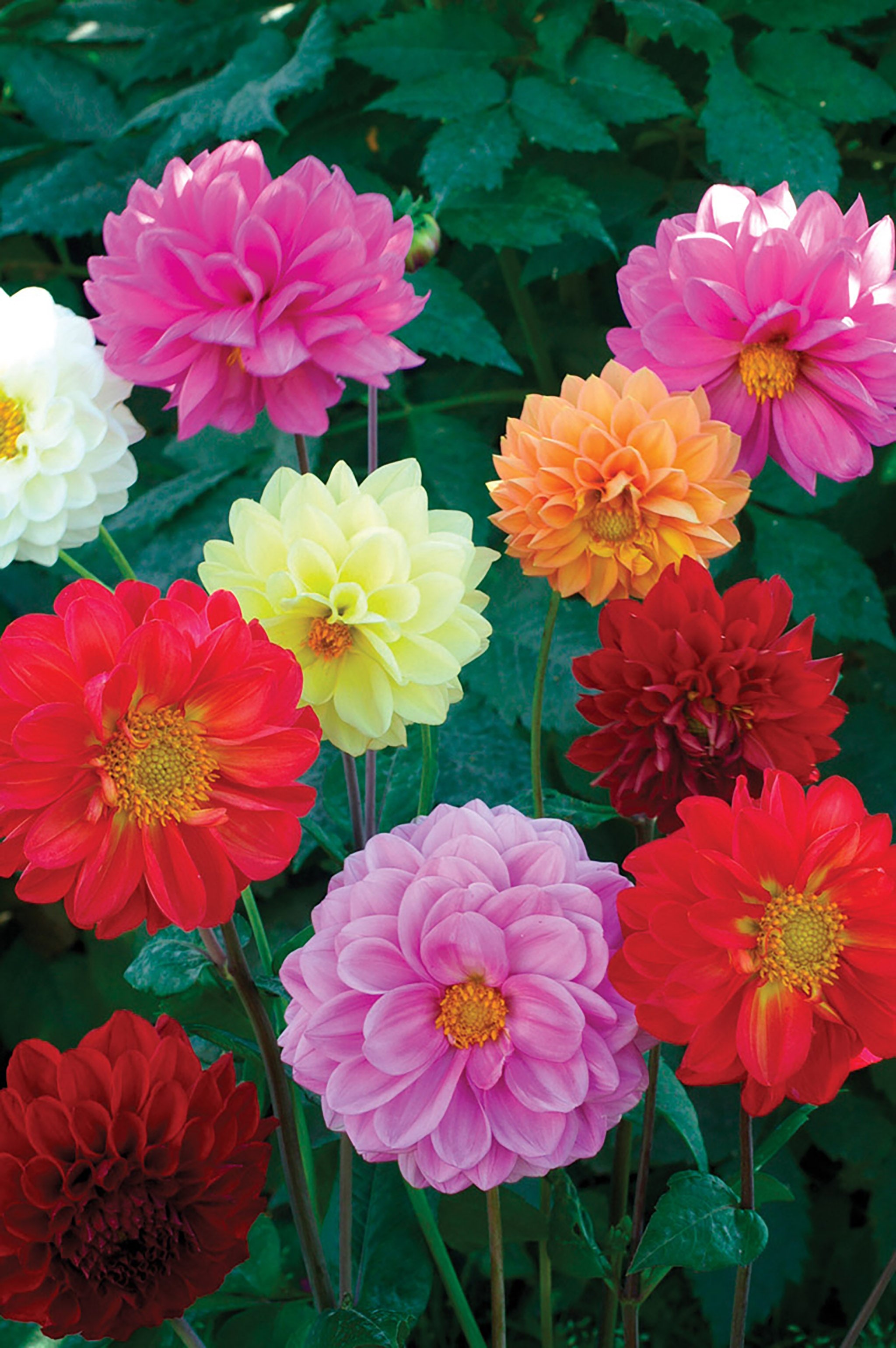 Dahlia, Showpiece Mix – William Dam Seeds