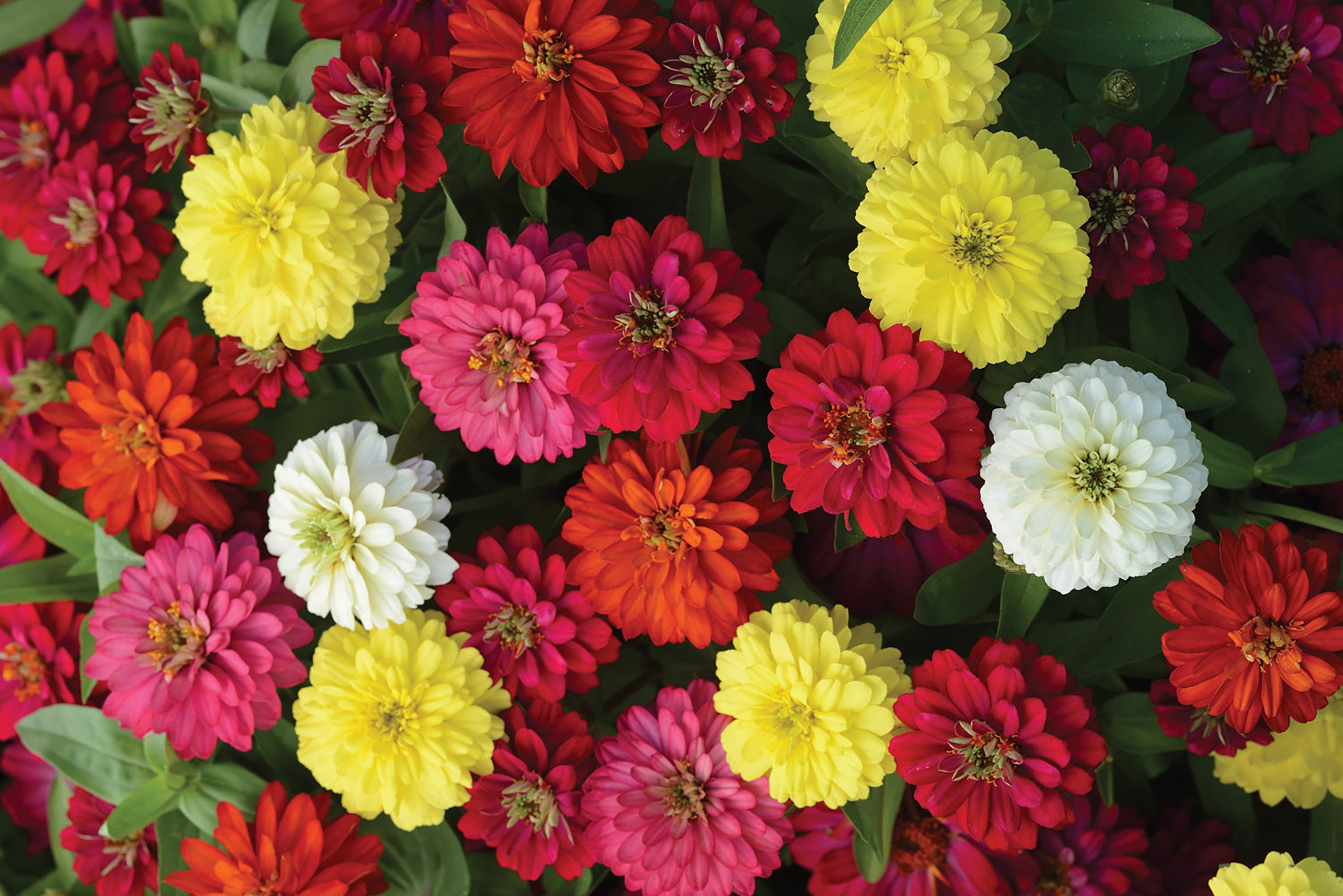 Zinnia, Zahara Double Mix – William Dam Seeds