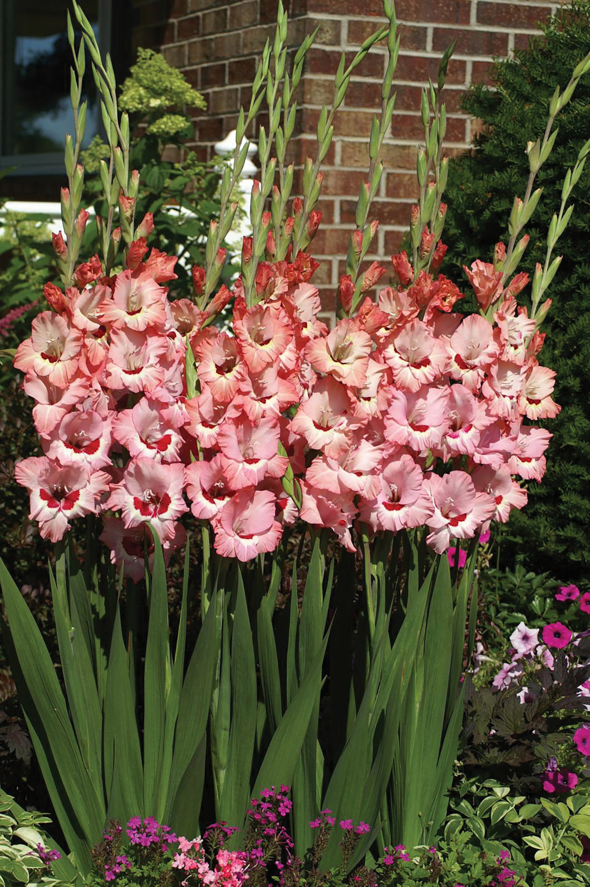 Gladioli, Wine and Roses – William Dam Seeds